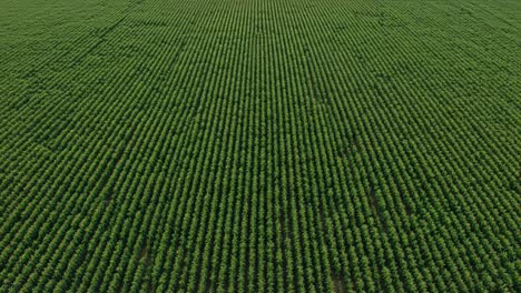 aerial view of expansive green fields: rows of crops spread across the landscape, showcasing uniformity and agricultural abundance in a well-maintained farm