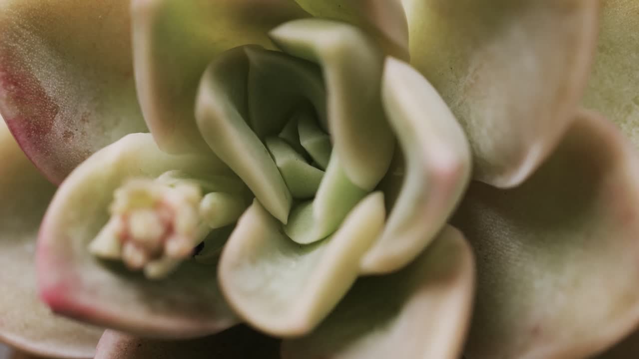 micro vídeo de un acercamiento de la planta de cactus verde con espacio de copia