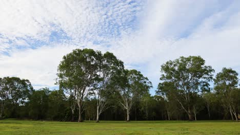 lapso de tiempo de un bosque bajo condiciones cambiantes del cielo