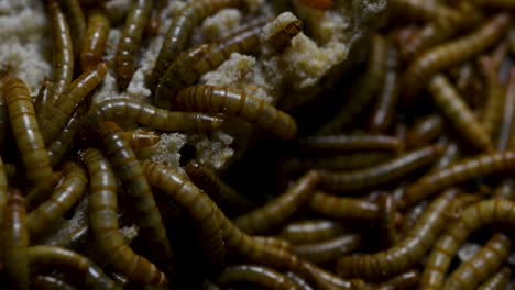 The-Mealworm-is-a-species-of-Darkling-Beetle-used-to-feed-pets-like-fish,-snakes,-birds,-and-frogs