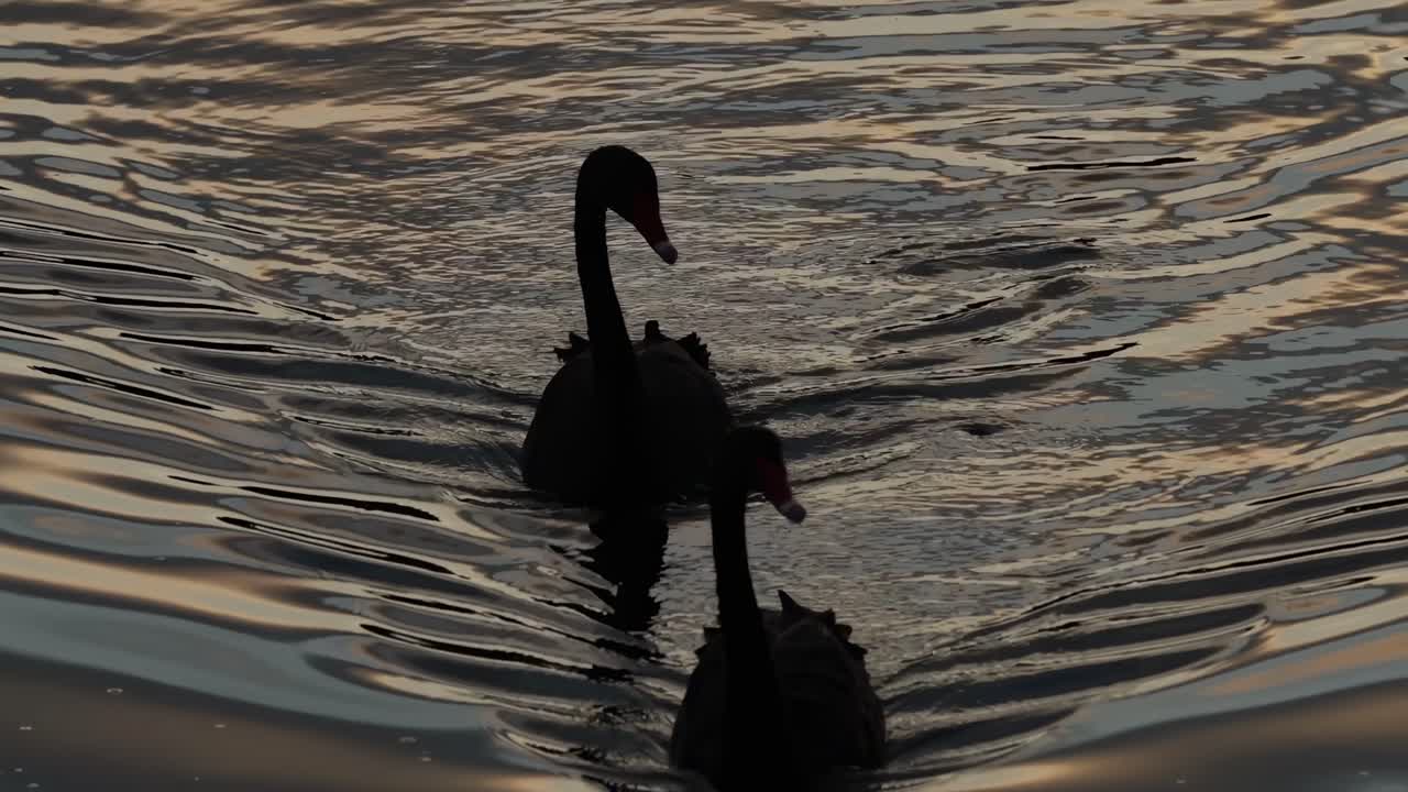 Close-up views of black swans and cygnets swimming near a sandy shoreline.