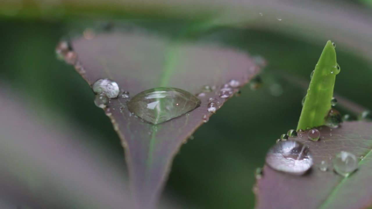 tiro macro de gotas de lluvia en la superficie de hermosas hojas moradas en el jardín en kyoto, japón
