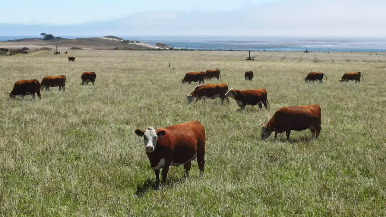 Una mucca che fa parte della mandria guarda nell'obiettivo