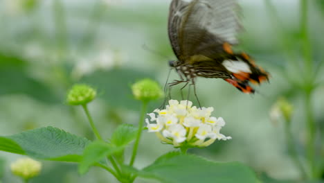 Macro-shot-of-crazy-monarch-butterfly-collecting-nectar-with-legs-of-blooming-flower