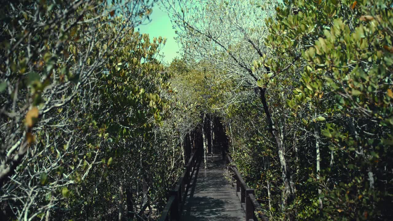 Walking on a boardwalk through a mangrove