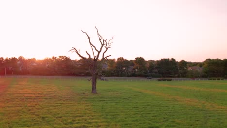 Aerial orbit around solitary tree in a field at sunset