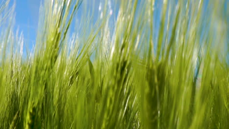 close up shot of fresh green wheat grain crop on a bright sunny day