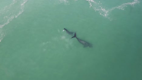 Toma-Aérea-De-Drones-Dando-Vueltas-Alrededor-De-Una-Madre-Ballena-Y-Su-Cría-En-Las-Aguas-Poco-Profundas-De-La-Bahía-De-Pringle,-Sudáfrica