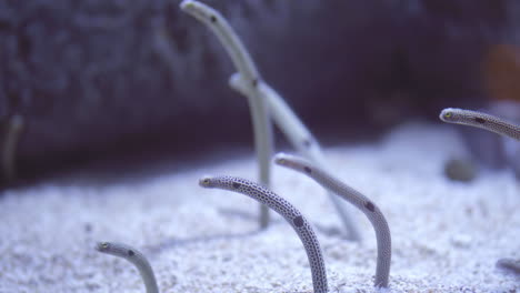 blue garden eels feed from passing current
