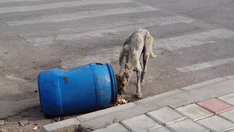 un perro callejero enfermo comiendo de un basurero en la carretera