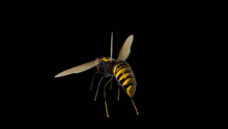 syrphus ribesii flying with alpha channel