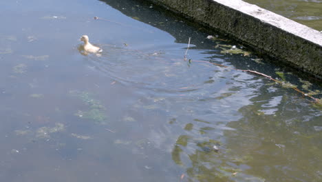 pato de baño