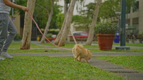 Parken-Mit-Hund-Haustiere-In-Der-Umgebung-An