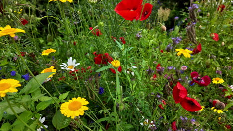 close-up shot of yellow, violet and red flowers in a garden