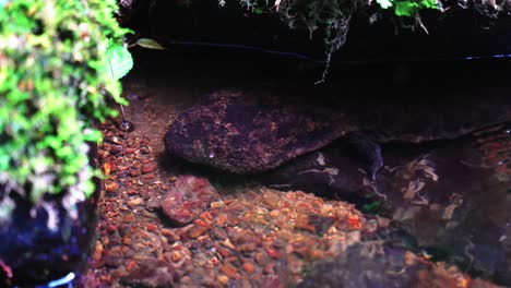 salamandra gigante japonesa en claro arroyo de montaña, tottori japón