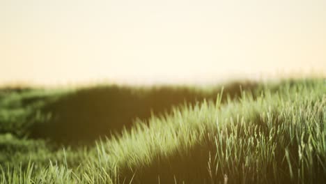 green field at sunrise with blue sky
