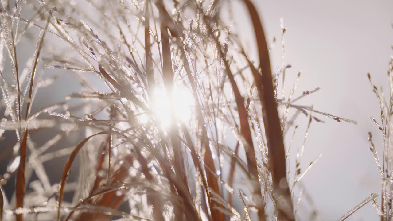 Close up of Frozen Grass