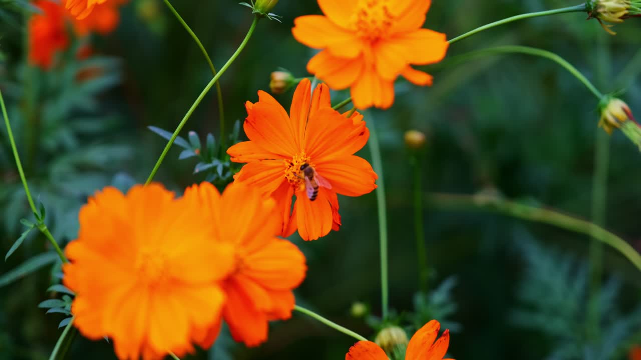 Ape su Fiore di Cosmos Arancione che Ondea nel Vento, Primo Piano Scena di Impollinazione Naturale