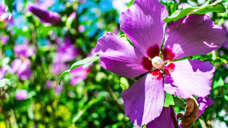 Zoom ind på en pinkrød blomst