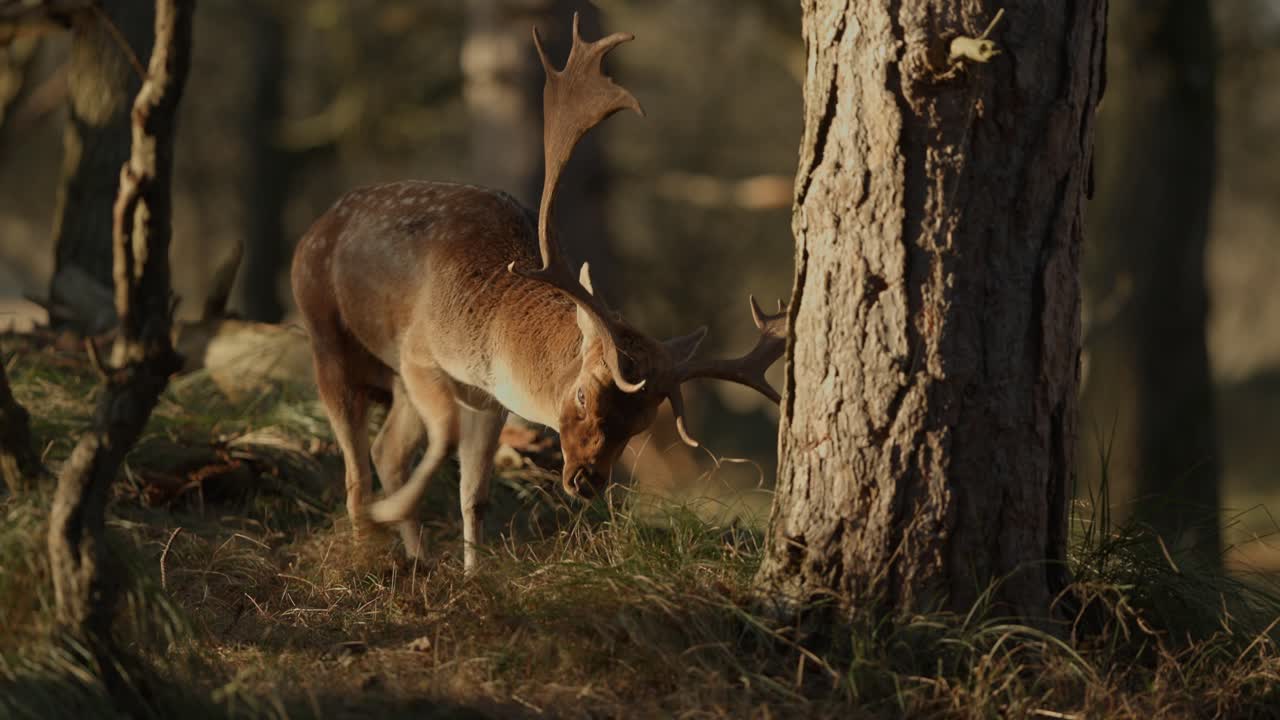 ciervos en barbecho en un bosque