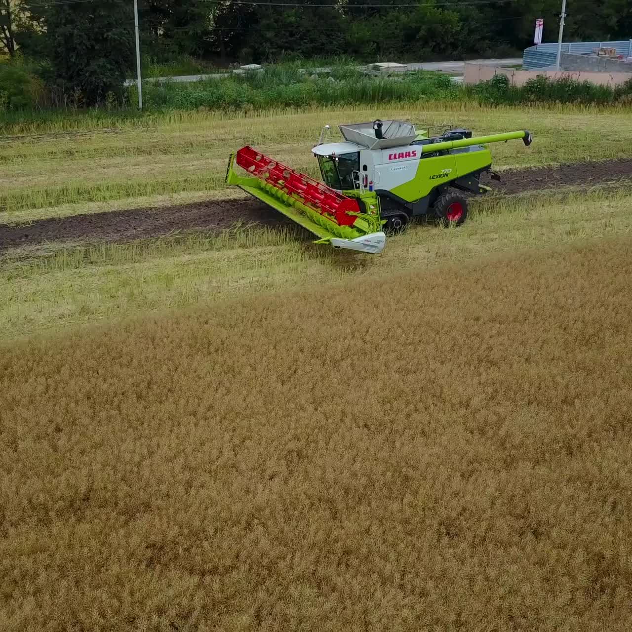 Oilseed Rape Harvested By New Grain Combine