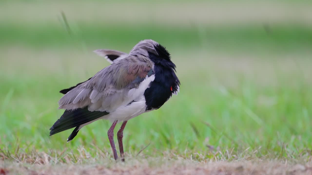 야생 도요 물떼새 남쪽 lapwing, vanellus chilensis 남아메리카 판타 날 자연 지역에서 바람이 부는 날 부리로 왼쪽 날개를 다듬고 청소