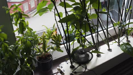 panning and tilting view of fully automated hydroponic growing of carolina reaper