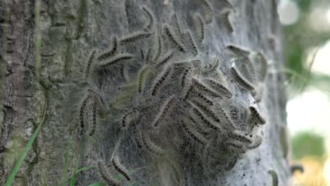 4k eikenprocessierups nest op boom, thaumetopoeinae, overlast, eik, caterpillar, closeup