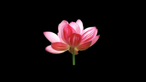 Lotus-flower-icon-loop-Animation-video-transparent-background-with-alpha-channel