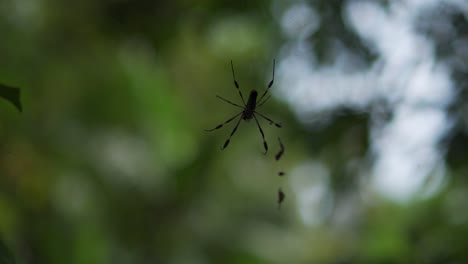 Schwarze-Und-Gelbe-Spinne-Im-Netz