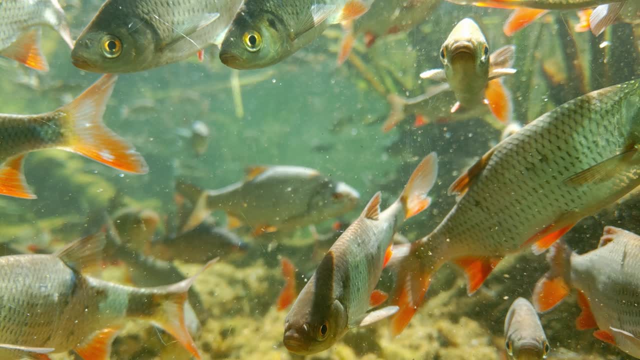 수족관 에 있는 아름다운 작은 수영 물고기 들 의 클로즈업