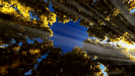 nubes de lapso de tiempo de la noche al día sobre árboles de otoño círculo, 4k
