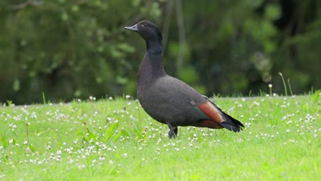 male paradise shelduck honking on green grass meadow in a park