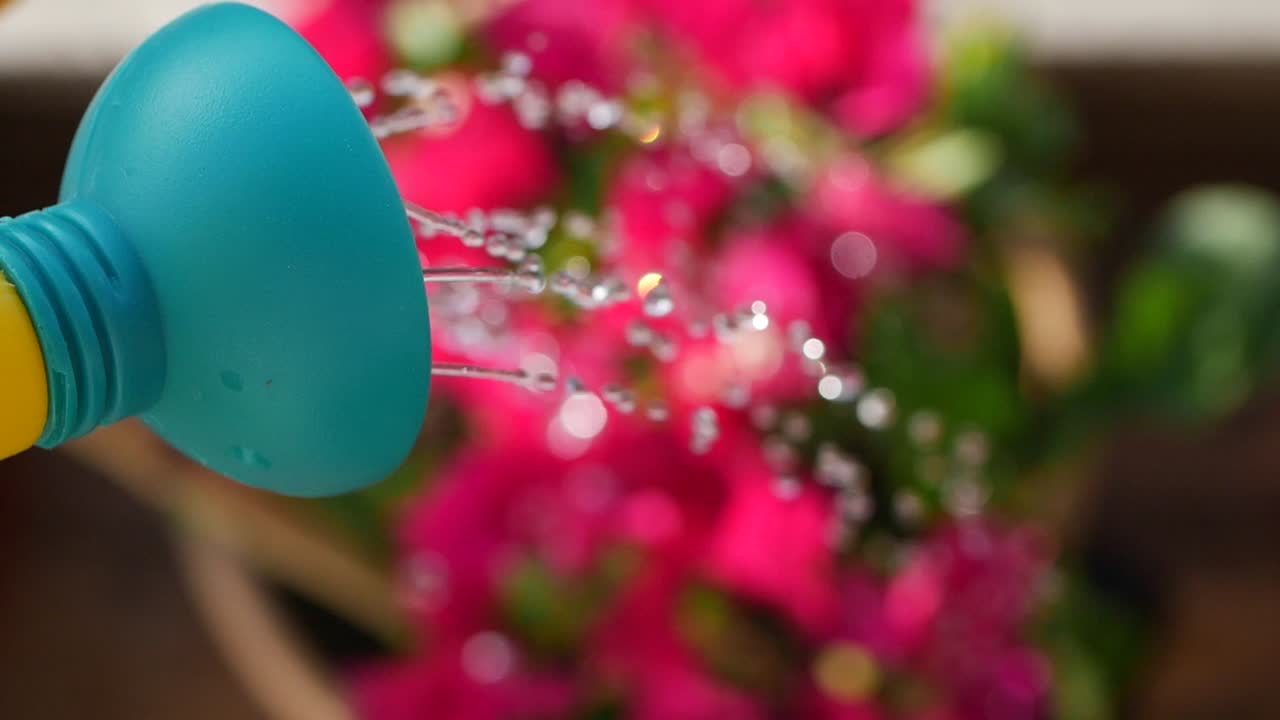 regar las flores rosas con una bañera