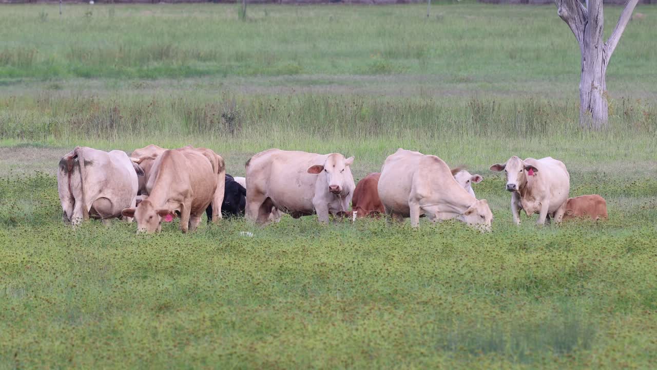 소 와 송아지 들 이  에서 평화롭게 먹이를 먹고 있다