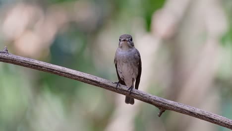 El-Papamoscas-Marrón-Asiático-Es-Un-Pequeño-Pájaro-Paseriforme-Que-Se-Reproduce-En-Japón,-Himalaya-Y-Siberia