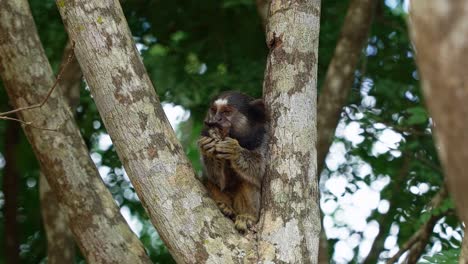 Toma-En-Cámara-Lenta-De-Un-Adorable-Tití-Comiendo-Una-Fruta-En-Un-árbol-Y-Mirando-Con-Curiosidad-En-El-Hermoso-Parque-Nacional-Chapada-Diamantina-En-Bahia,-Noreste-De-Brasil