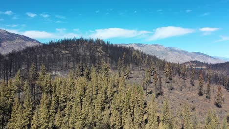 antena sobre el bosque destruido quemado y la destrucción del desierto del fuego caldor cerca del lago tahoe, california