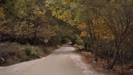 Woodland-dirt-country-road-slow-motion-tree-tunnel