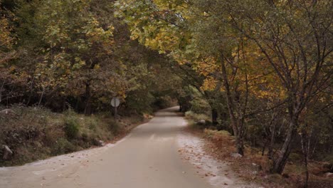 bosque tierra país camino cámara lenta árbol túnel