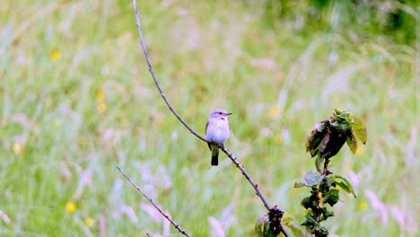 Spotted-flycatcher-sits-singing-on-a-branch-and-looks-around