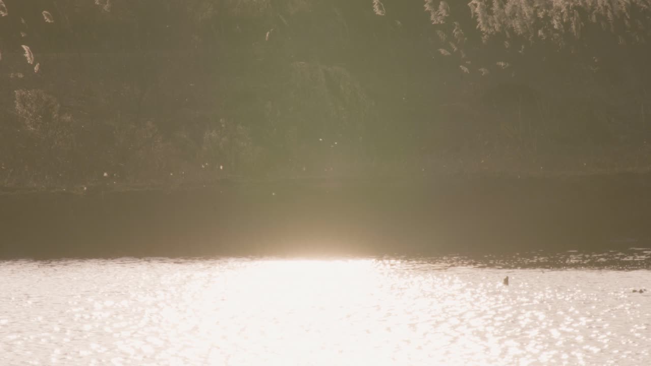 새들이 석양에 연못 위로 날고 있다