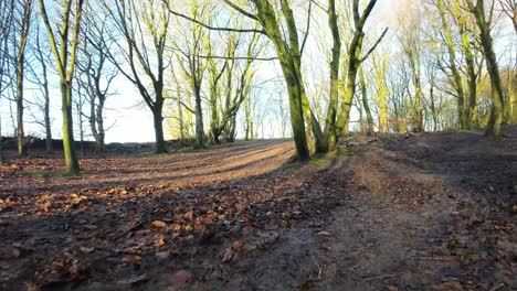 fpv drone flying around glowing sunrise autumn woodland tree trunks in nature park