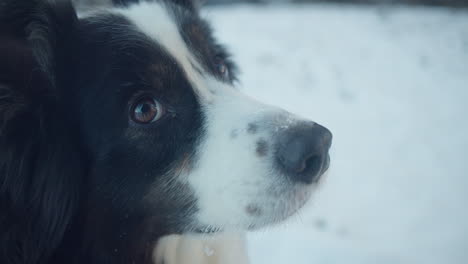 primo piano dal lato di un cane da pastore bianco e nero che guarda al lato destro dell'inquadratura