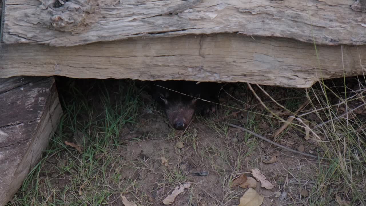 Tasmanian Devil popping it's head out from under a log at a Wildlife Sanctuary in Australia