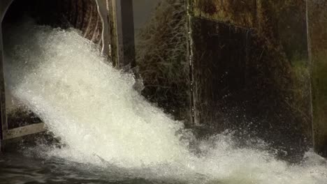 salmón saltando fuera del agua. ketchikan, alaska