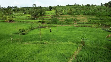 Luftaufnahme-Von-Grünen-Reisfeldern-In-Lombok,-Indonesien