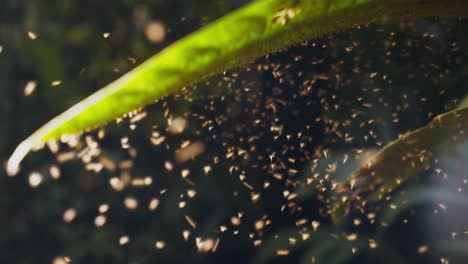 mosquitoes of the lutzomyia variety hovering below a large leaf and resting under it