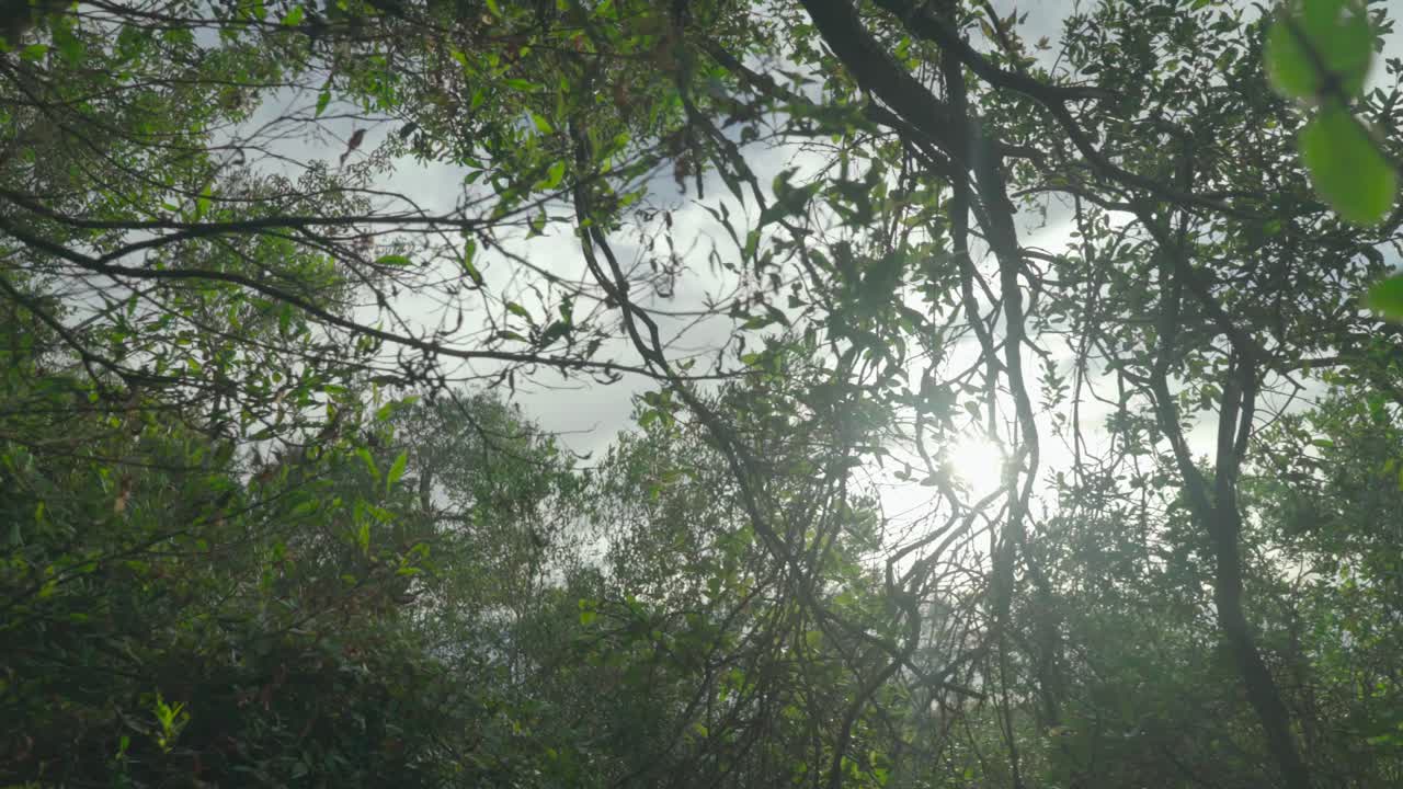 Inside the forest, the sun seeps through the branches and makes a slight flare in the camera.