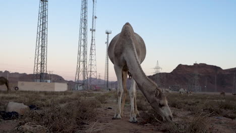 a white fur camel eating a tomatoes in a field in the evening in jordan, 100 frames per second